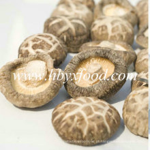 Preço de cogumelo seco Shiitake de flor branca com tampa 2-6cm